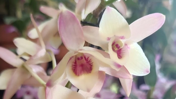 How do water a dendrobium orchid