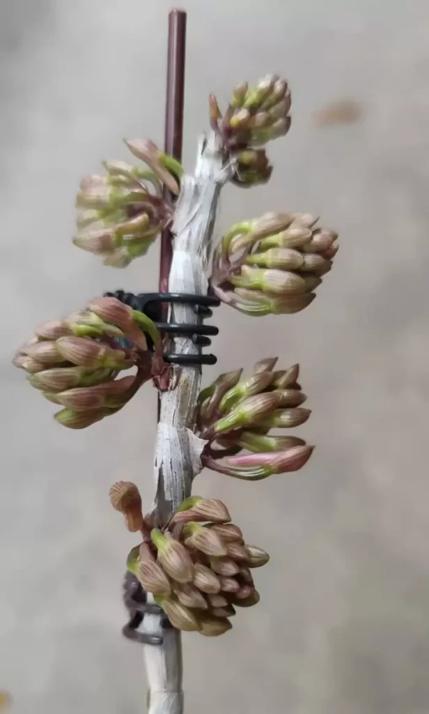 Dendrobium orchids in the budding stage