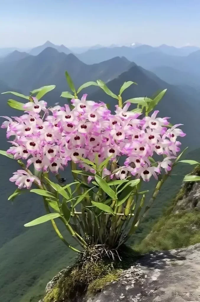 Dendrobium Orchid on a large hill