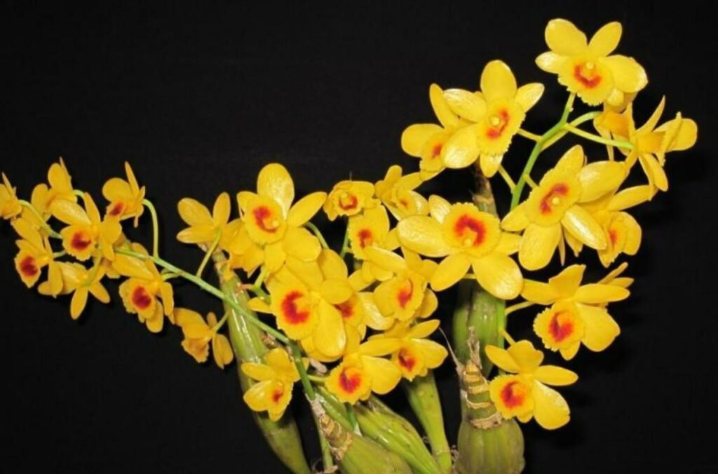 Dendrobium chrysotoxum Potted plants