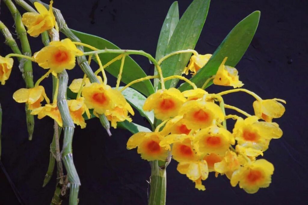 Lovely Dendrobium chrysotoxum Small yellow flower