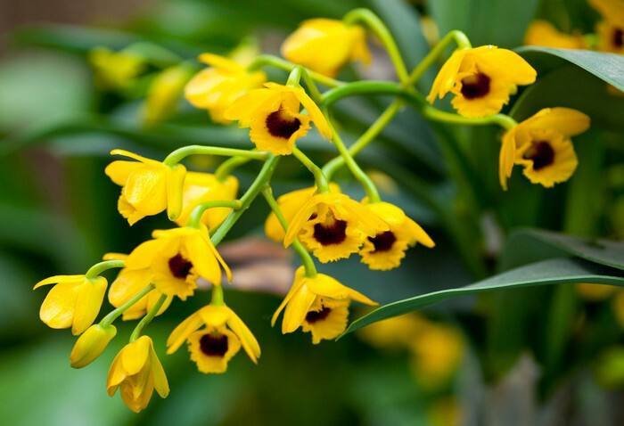 Outdoor Dendrobium chrysotoxum