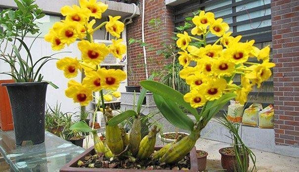 Dendrobium chrysotoxum