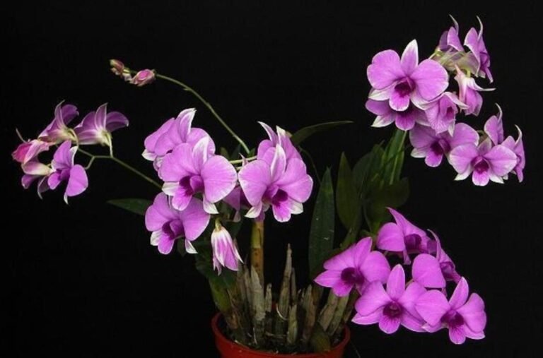 Dendrobium hybrida Potted plants