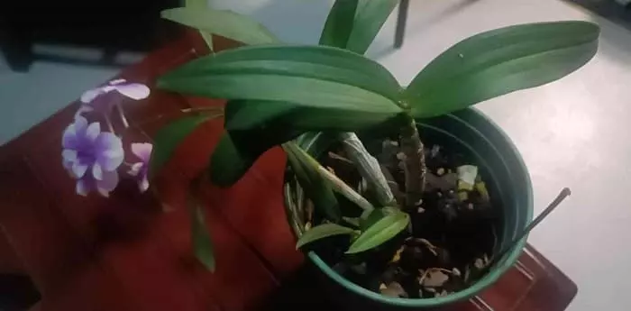 Dendrobium orchid potted plant