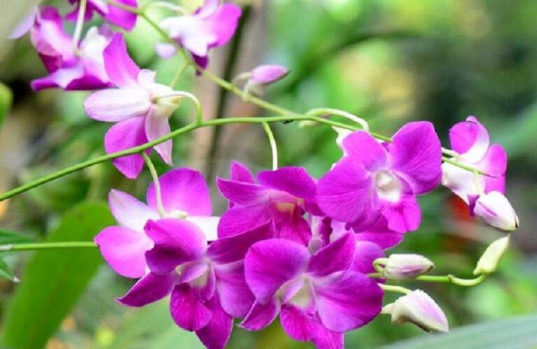 Dendrobium phalaenopsis