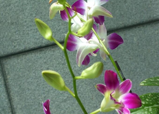 Dendrobium phalaenopsis in bud