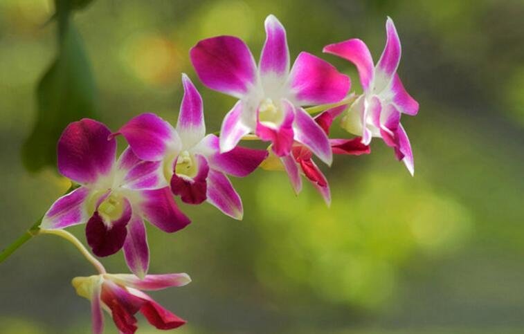 Beautiful of Dendrobium phalaenopsis