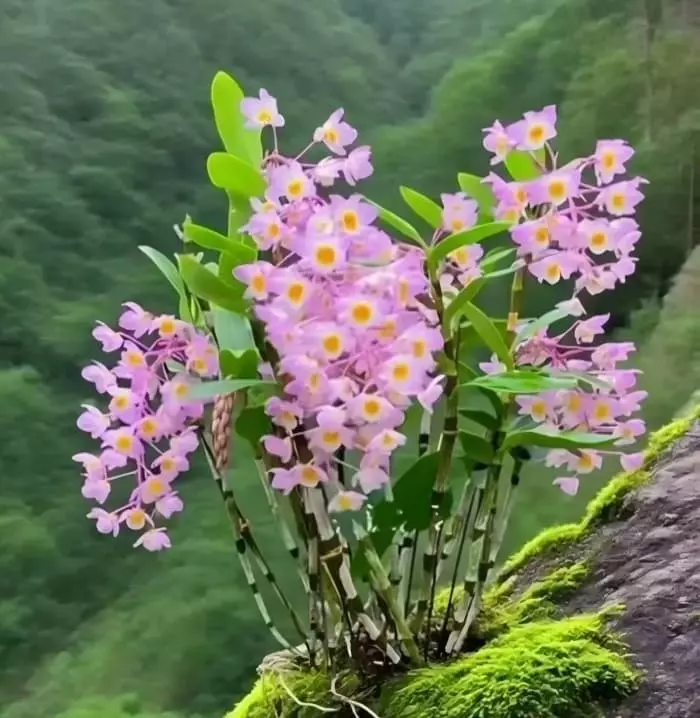 Pink Dendrobium Orchid