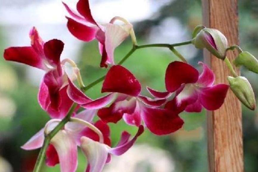 Dendrobium phalaenopsis in full bloom