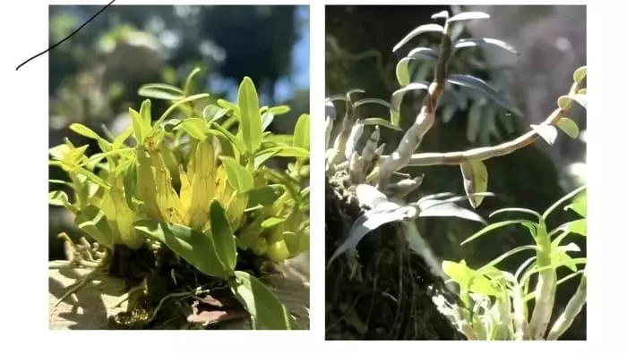 Small Dendrobium Orchid