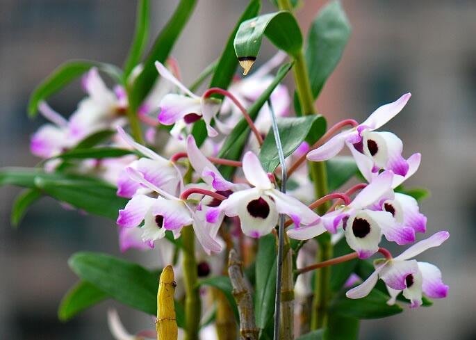 about-Dendrobium-nobile
