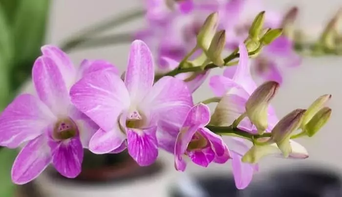 Dendrobium Orchid Daily Care