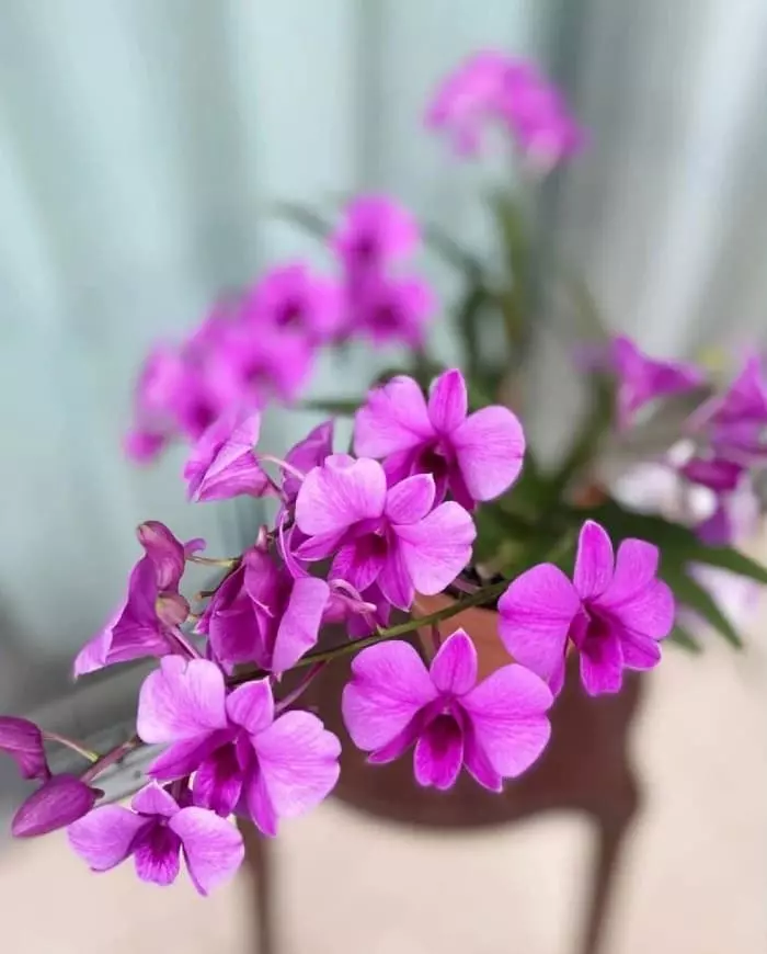 Dendrobium orchids are blooming