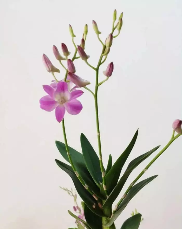 Straight Dendrobium Orchid Tray Plant