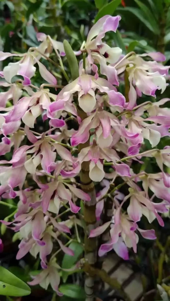 Dendrobium orchids in full bloom stage
