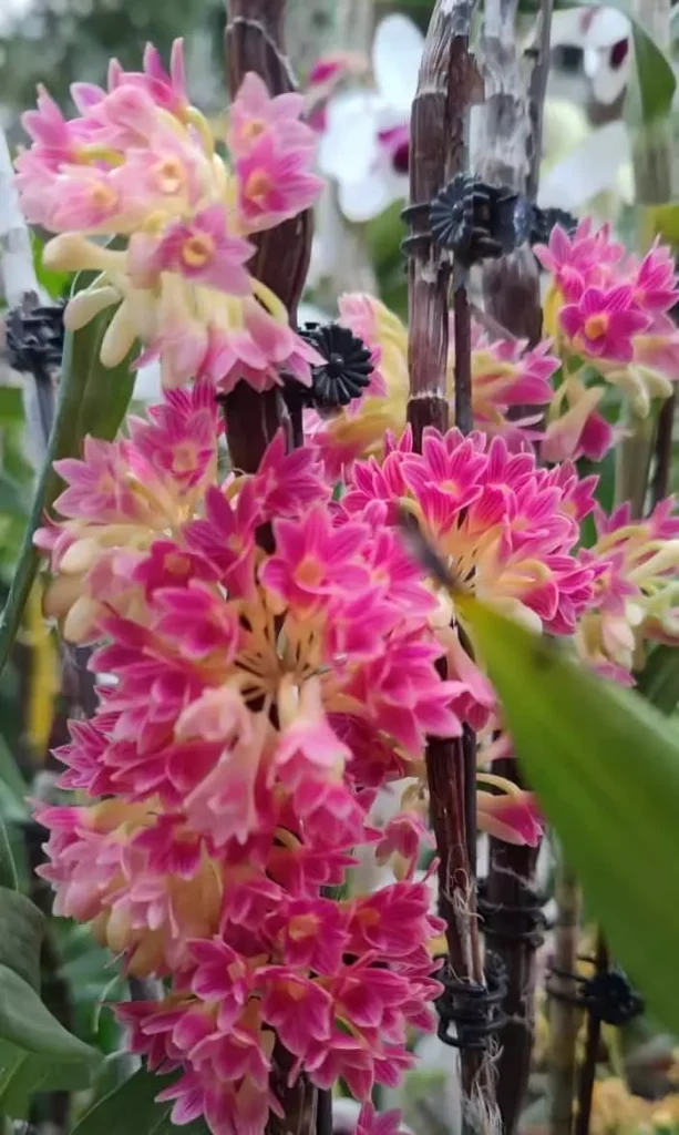 Pink Dendrobium orchid in full bloom stage