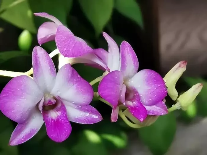 Dendrobium Orchids on the Table