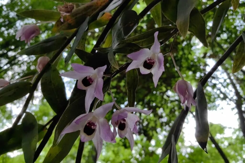 Dendrobium shixingense in the Sunlight