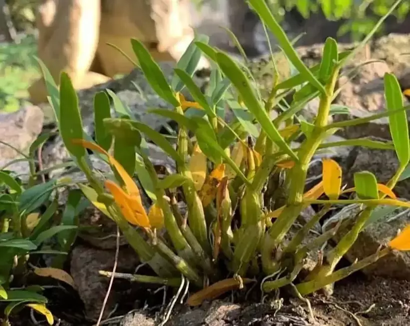 Flickingeria xantholeuca in full view